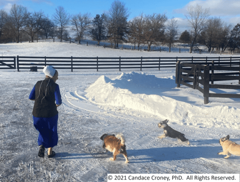 An Amish woman exercises with 3 varied breed dogs along a snowy, plowed driveway on a sunny winter day. 